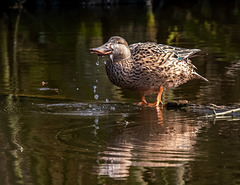 Shoveler duck