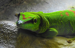 20220422 0680CPw [D~HF] Großer Madagaskar-Taggecko (Phelsuma grandis), Herford