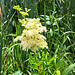 Echtes Mädesüß (Filipendula ulmaria)