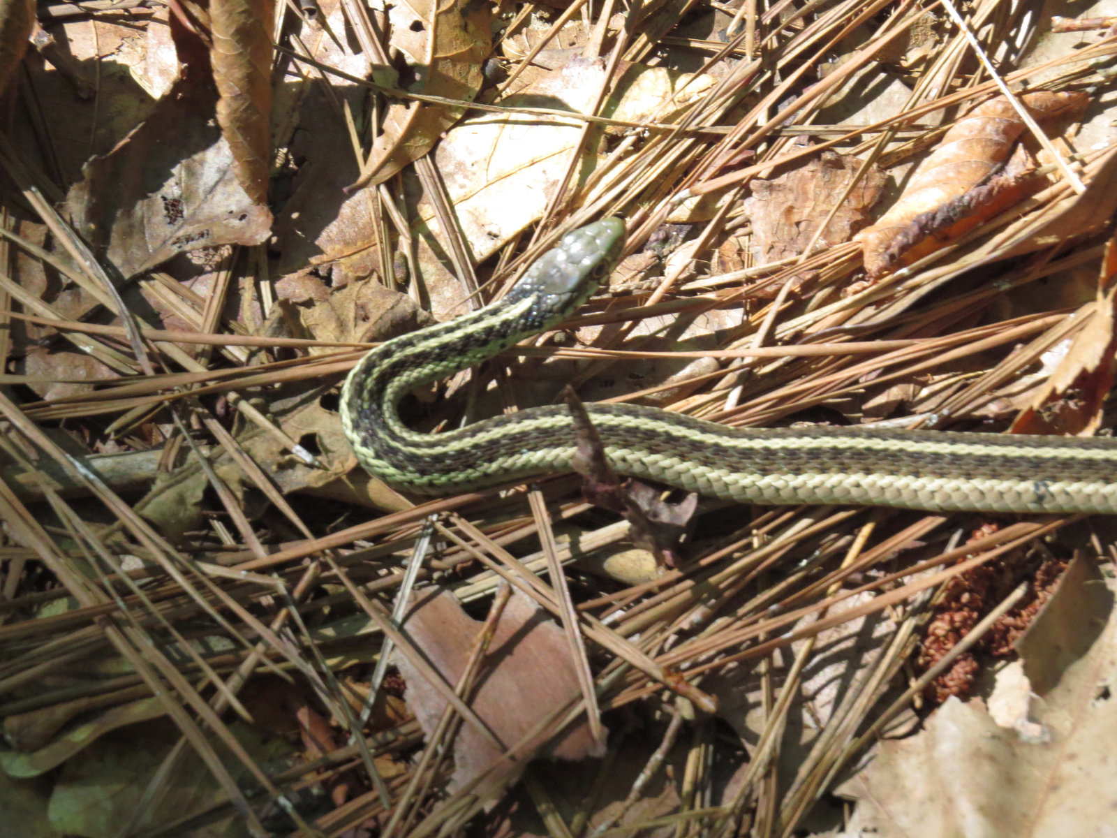 Small garter snake in the forest