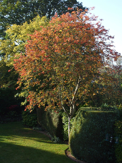 Fulbourn garden 2011-10-28 004