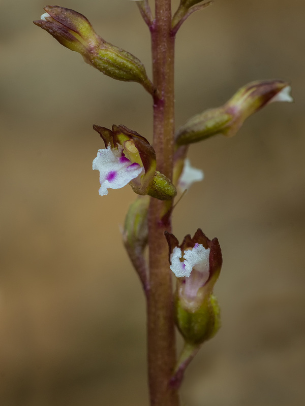 Corallorhiza odontorhiza (Autumn Coral Root orchid)