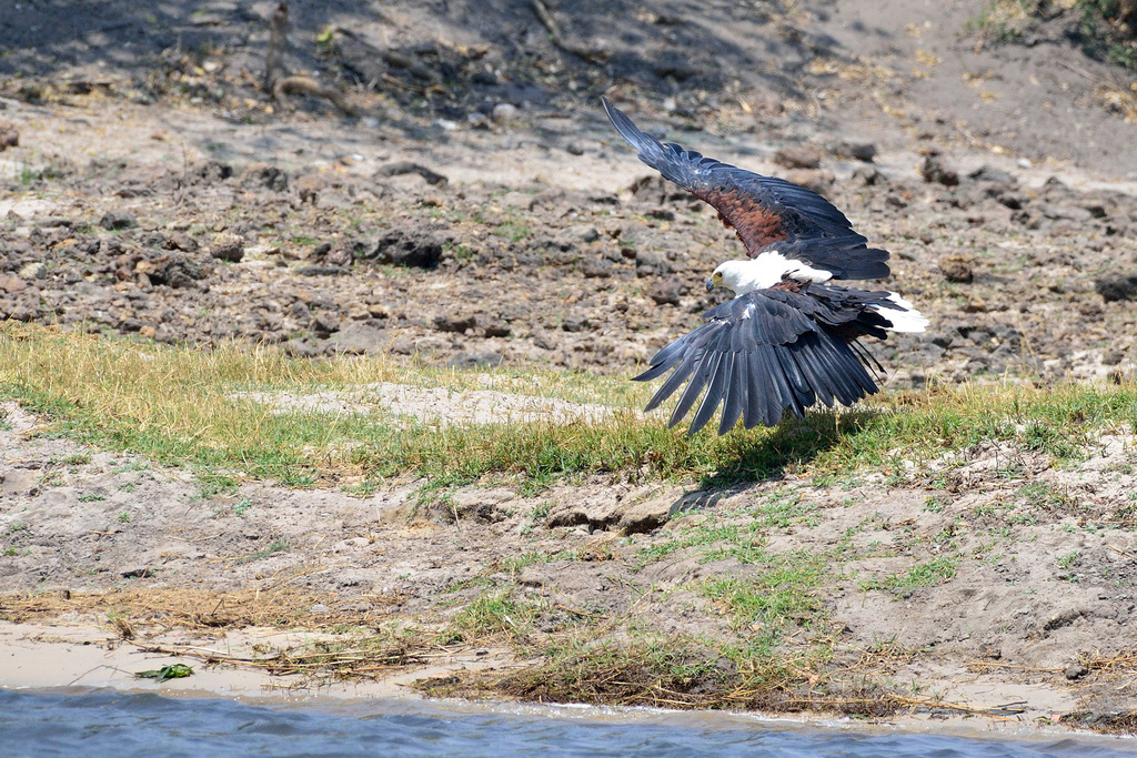 Fish eagle ou pygargue vocifère