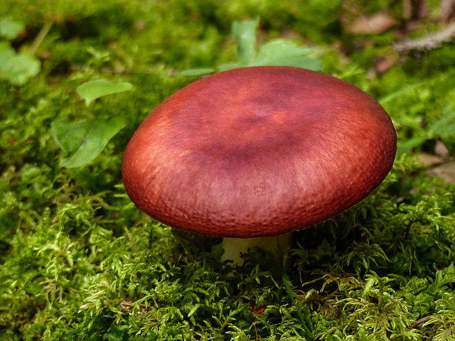 The Sickener / Russula emetica?