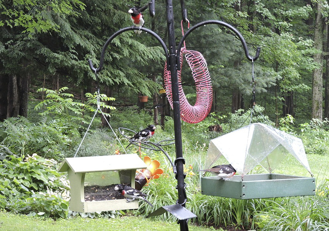 Rose-breasted Grosbeaks