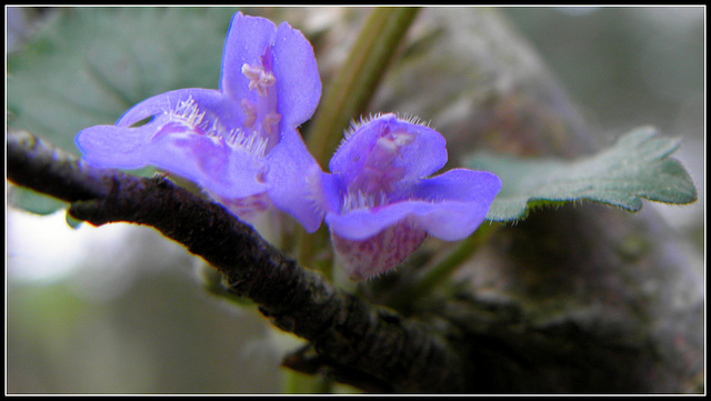 Glechoma Hederacea