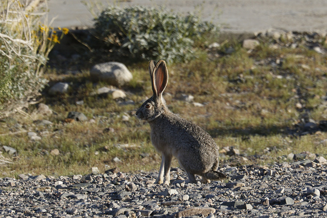 Jackrabbit