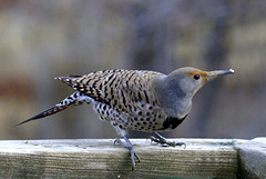 Female Northern Flicker