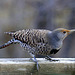 Female Northern Flicker