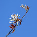 Day 12, blossom, Cap Tormente Wildlife Area