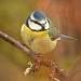 Blue Tit