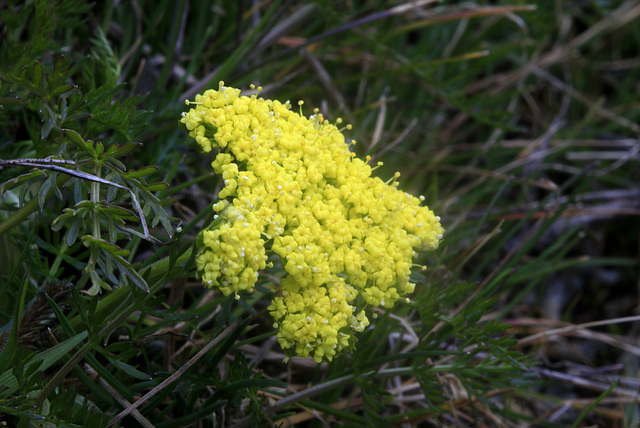Spring Gold