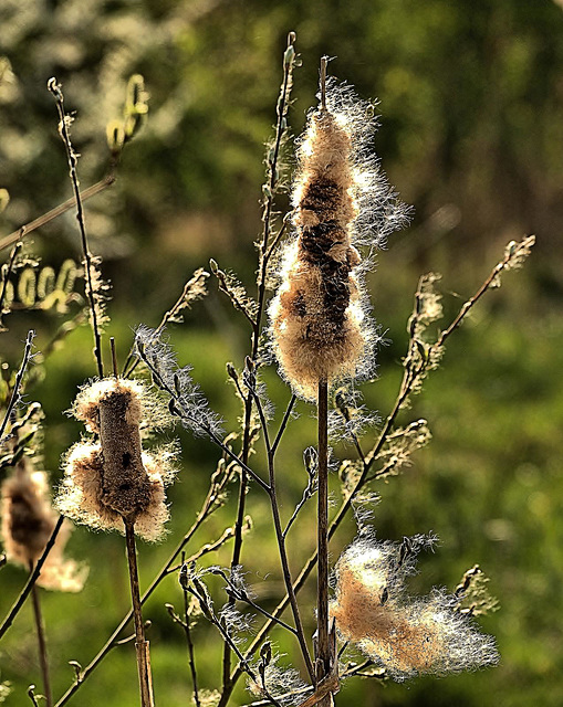 Exploding Bullrushes....Seed Dispersal