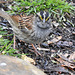 White-throated Sparrow