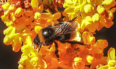 20200410 7172CPw [D~LIP] Dotterberberitze (Berbris 'Stenophylla'), Hummel, Bad Salzuflen