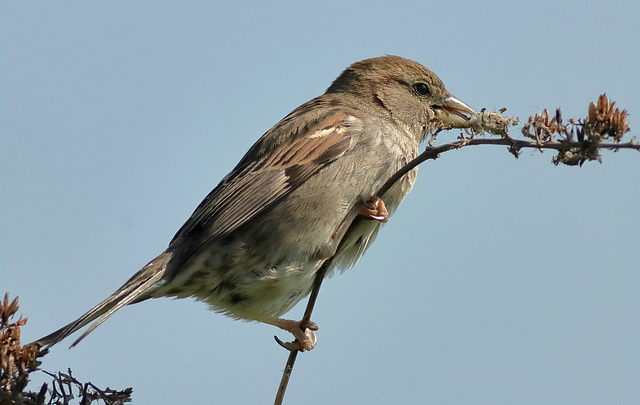 EOS 90D Peter Harriman 09 41 06 26131 Sparrow dpp