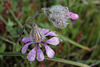 Silene colorata , Caryophyllales