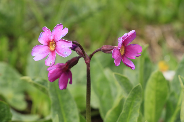 Parry's Primrose