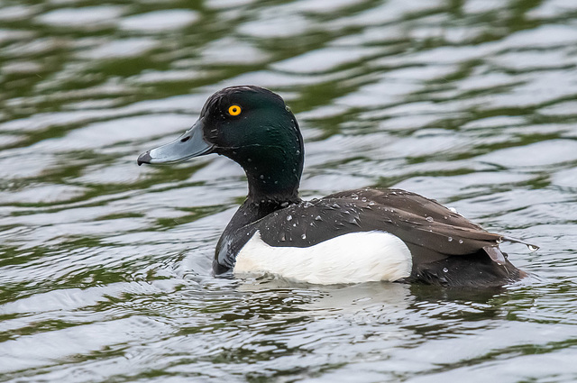 Tufted duck