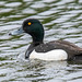 Tufted duck