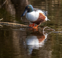 Shoveler duck