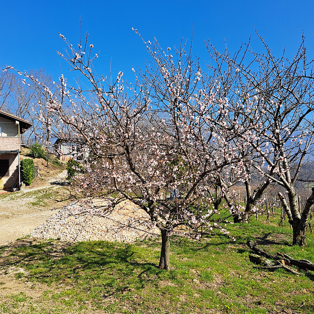 Mandel (Prunus dulcis)