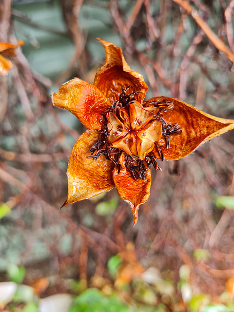 Hibbertia scandens after seeds have fallen