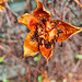 Hibbertia scandens after seeds have fallen