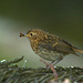 Rouge gorge juvénile