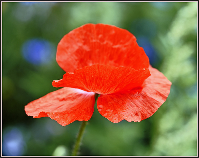 a 'Red flag Poppy'  !