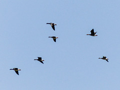 Greater White-fronted Geese