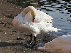 swans on exeter quayside