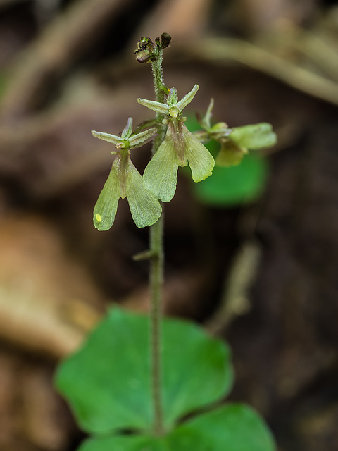 Neottia smallii (Appalachian Twayblade orchid)