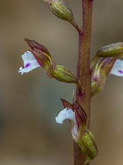 Corallorhiza odontorhiza (Autumn Coral Root orchid)