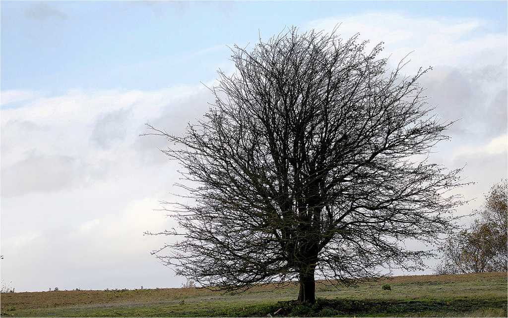 Défolié