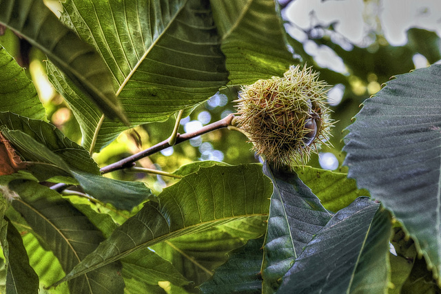 Sweet Chestnut – Kew Gardens, Richmond upon Thames, London, England