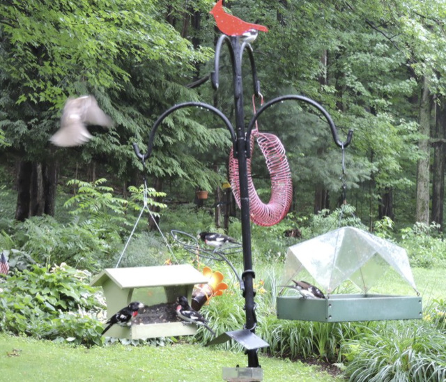 Rose-breasted Grosbeaks