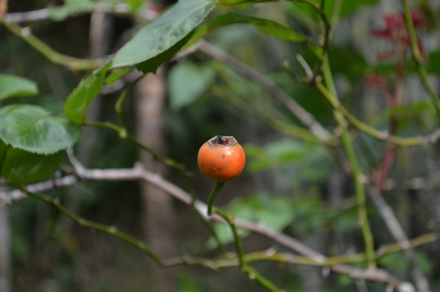 The Fruit of Some Plant of the Bolivian Jungle