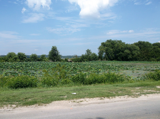 Plenty of lilies