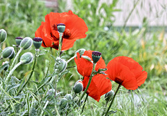 Klatschmohn