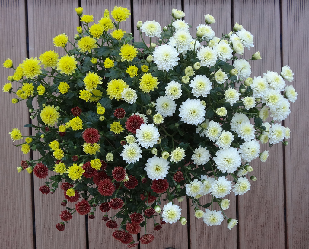 Sommerblumen (3)