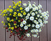 Sommerblumen (3)
