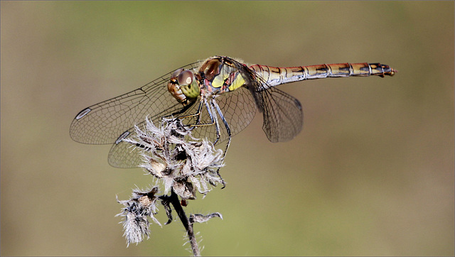 Sympetrum