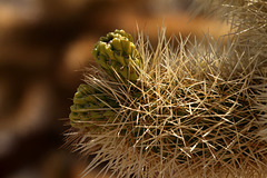 Cholla Fruits