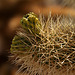 Cholla Fruits