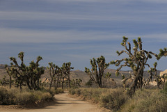 Wall Street Mill Trail