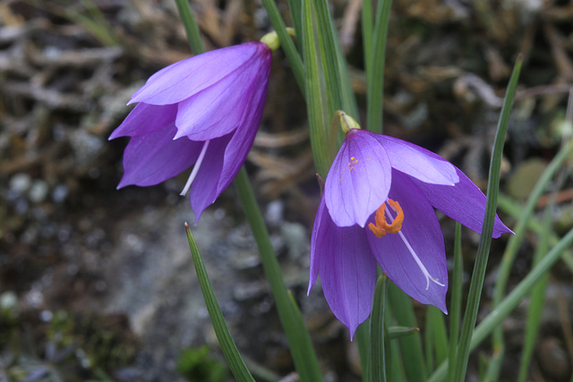 Grass Widows