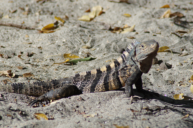 Spinytail Iguana