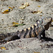 Spinytail Iguana