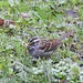 White-throated Sparrow